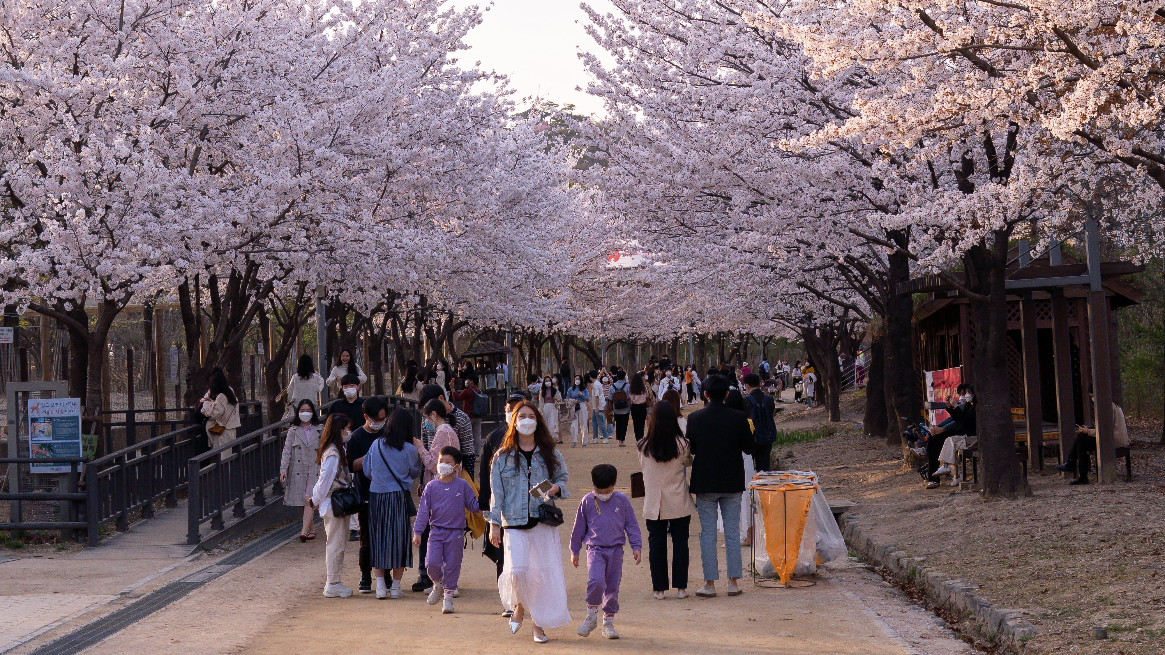 hanami
